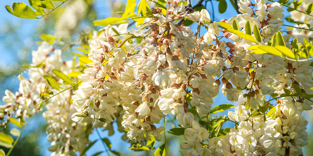 Miele di acacia mel Apicoltura