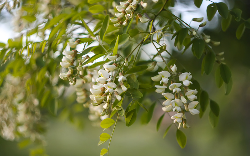Miele di acacia