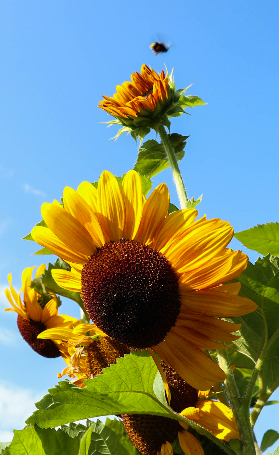 Girasole controluce