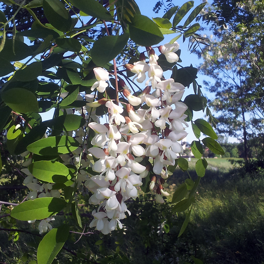 Vasetto di miele di acacia MEL