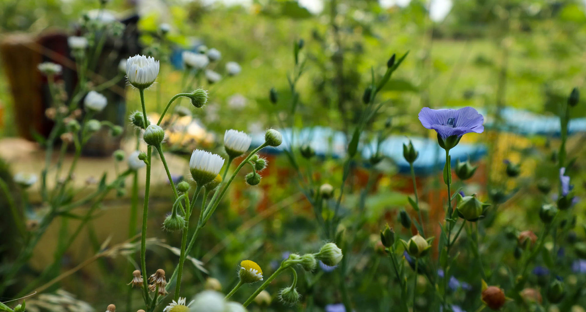 Miele millefiori mel