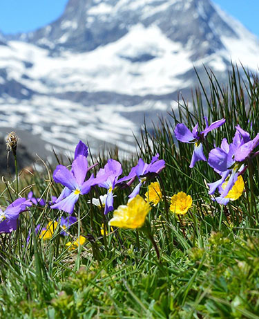 mille fiori di montagna